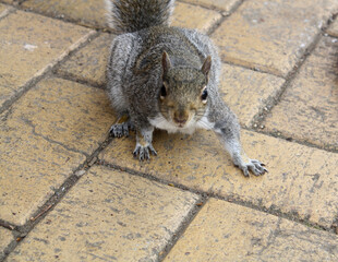 cute playful squirrel