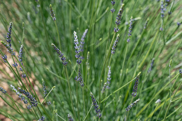 Close up of early blooming lavenders in a field. On a green and brown blurred background.