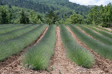 Lines of early blooming lavenders. A blue sky, trees and mountains in the background. Provence in France.