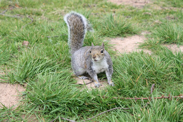 cute playful squirrel