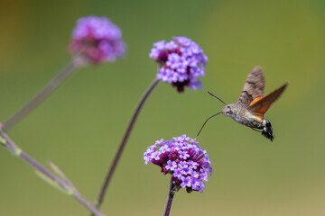 Hummingbird hawk moth (Macroglossum stellatarum) hovering by purple flowers in summer