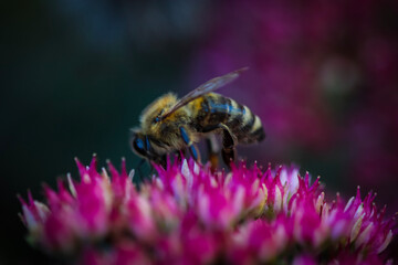 bee on a flower