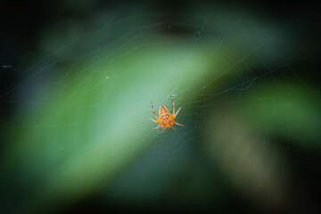 spider on the web