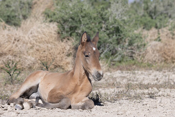 Wild Horse Foal in Spring in the Utah Desert