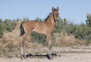 Naklejka na ściany i meble Wild Horse Foal in Spring in the Utah Desert
