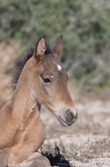 Obraz na płótnie Canvas Wild Horse Foal in Spring in the Utah Desert