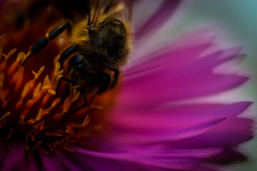 bee on flower
