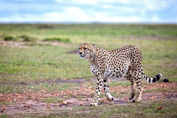Closeup shot of a cheetah, Serengeti National Park, Tanzania.
