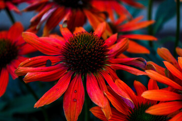 red dahlia flower