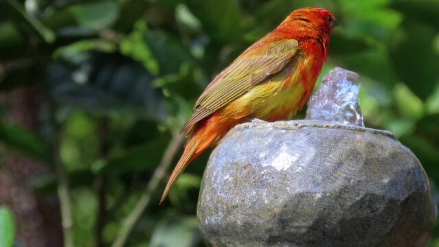 Beautiful orange bird bathing in a garden fountain. The hepatic tanager (Piranga flava), a medium-sized American songbird.