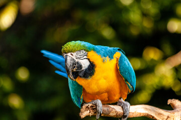 Arara - espécie de ave psitaciforme	
