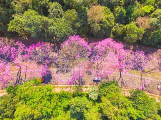Maringá Paraná Brasil - Vistá aérea de Maringá