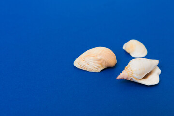Beach seashells on colored background. Mock up with copy space