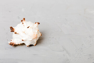 Beach seashells on colored background. Mock up with copy space