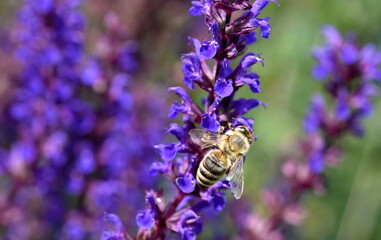 Biene auf blauen Steppensalbeiblüten