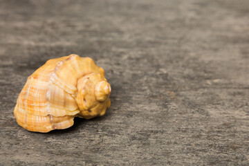 Beach seashells on colored background. Mock up with copy space