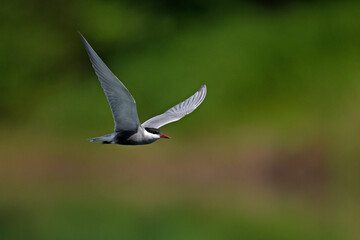 Weißbart-Seeschwalbe // Whiskered tern (Chlidonias hybrida)