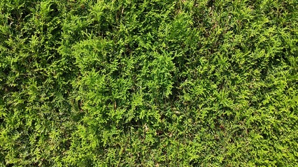 green thuja texture for background
