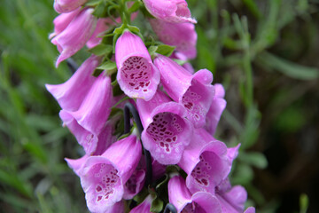 blume violett trompetenblume blüte © fotoak80