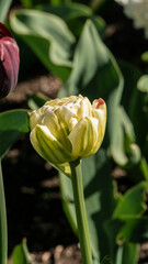 Fototapeta premium a bright tulip. spring flower. floral background for the screensaver