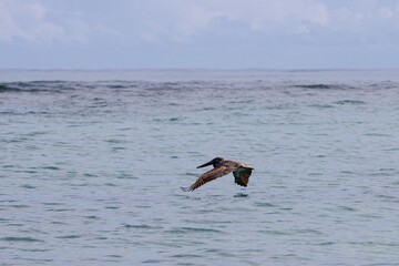 pelicans in flight