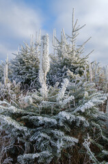 Winter coming. Last days of autumn, morning in mountain countryside peaceful picturesque hoarfrosted scene.  Ukraine, Carpathian mountains.