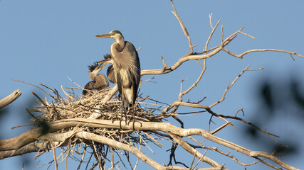 An adult great blue heron stands on a bare cottonwood tree branch near it's nest with a pair of...