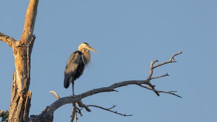 A great blue heron stands on a bare cottonwood branch with a clear blue sky in the background and early morning sun shining on it's back.