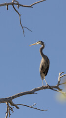 A great blue heron is perched on the bare branch of a dead cottonwood tree as it extends it's long neck and looks back over it's shoulder towards the rising sun.