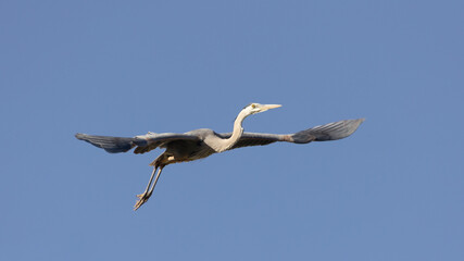 A great blue heron with wings spread and legs still trailing down as it launches into flight in a clear blue sky. 