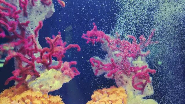 Beautiful pink coral moves in air bubbles in an aquarium with fishes museum oceanarium Monaco,  France, Europe