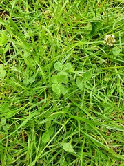 four-leaf clover with grass background - 511391634