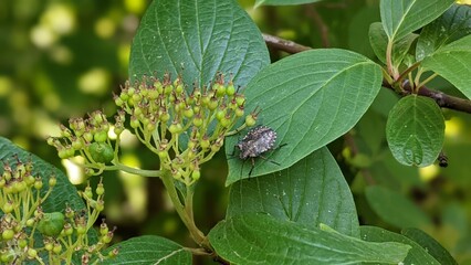 Brown marbled bug crawling on a green leaf
