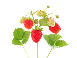 Strawberry plant with ripe fruits isolated on white