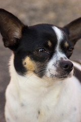 chihuahua dog portrait