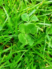 Close-up four-leaf clover with grass - 511392049