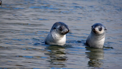 Antarctic fur seal (Arctocephalus gazella) pups in a lagoon at Jason Harbor, South Georgia Island