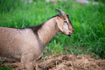 goat on pasture