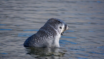 Antarctic fur seal (Arctocephalus gazella) pup in a lagoon at Jason Harbor, South Georgia Island