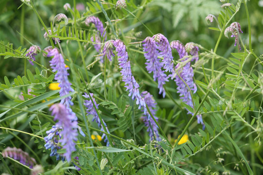 Blue flowers of tufted vetch (Vicia cracca) plant in green summer meadow