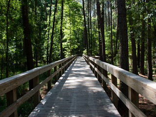 boardwalk in the forest
