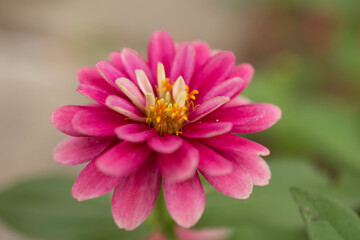 Obraz premium pink flower