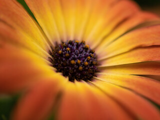 orange flower macro