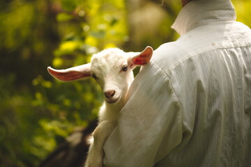 Obraz premium Baby goats playing in the barnyard on a small farm in Ontario, Canada.
