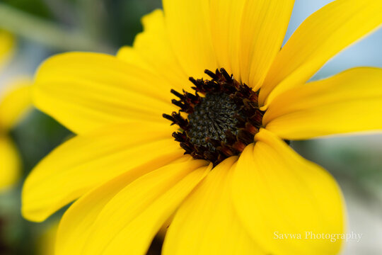 yellow flower closeup