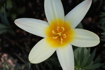 white and yellow flower