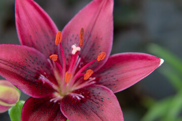 Naklejka premium close up of pink flower