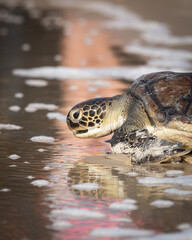 Obraz premium sea turtle entering the water