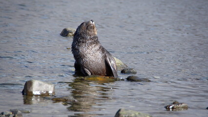 Antarctic fur seal (Arctocephalus gazella) pup on a rock in a lagoon at Jason Harbor, South Georgia Island