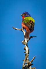 painted bunting on a branch